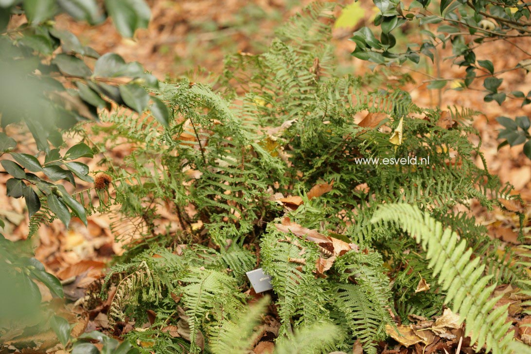 Dryopteris affinis 'Crispa'