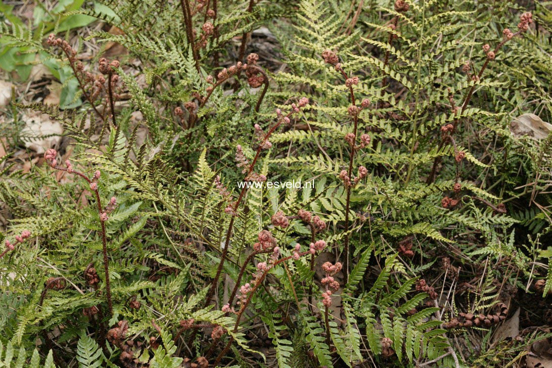 Dryopteris lepidopoda