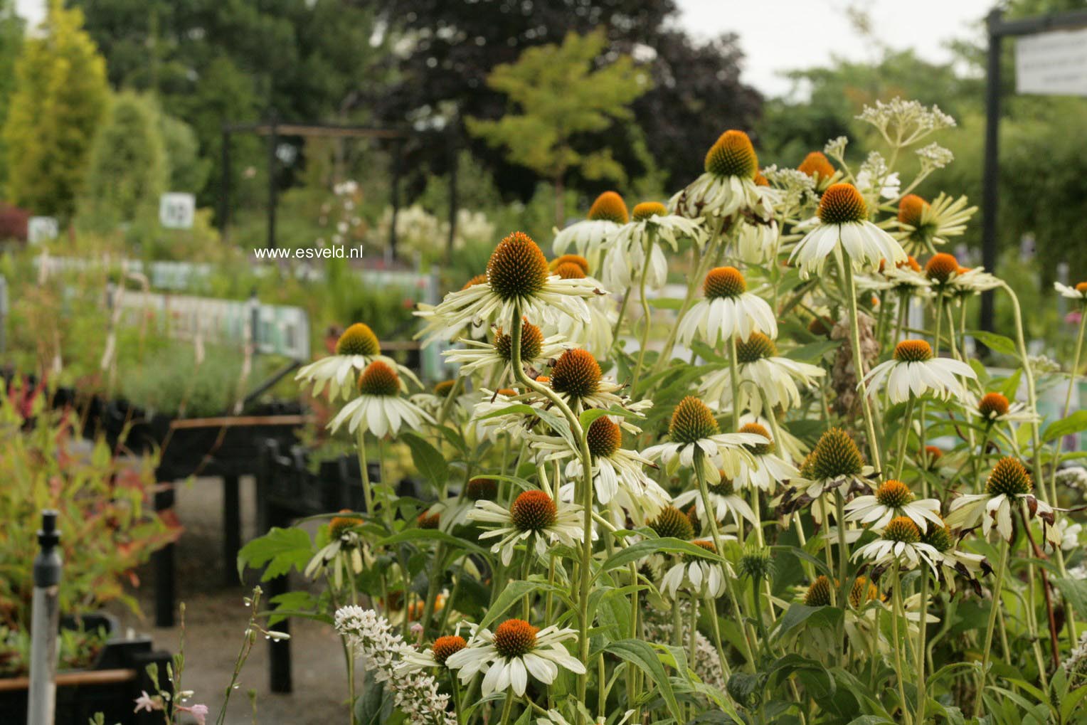 Echinacea purpurea 'Alba'
