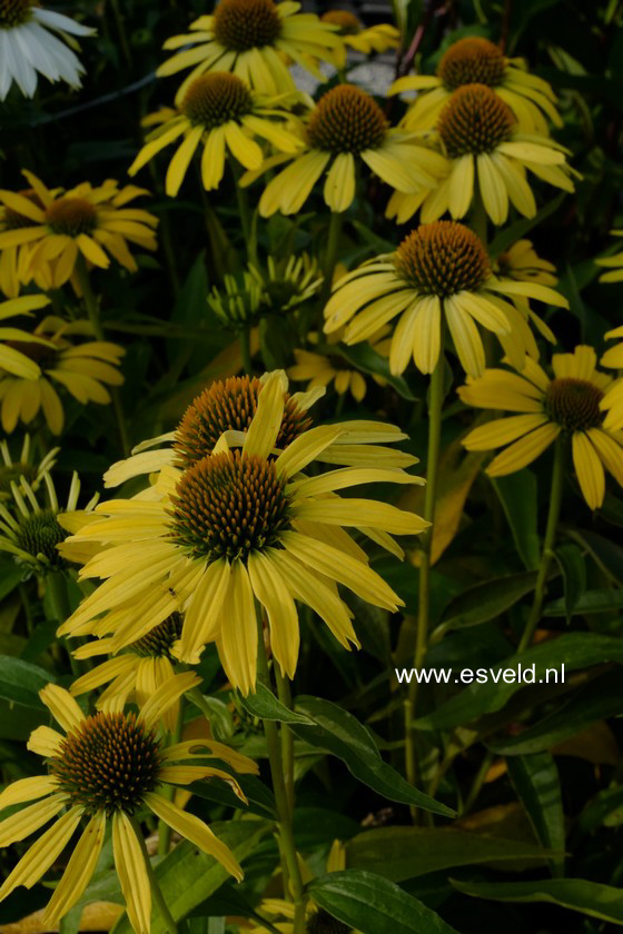 Echinacea purpurea 'Cleopatra'