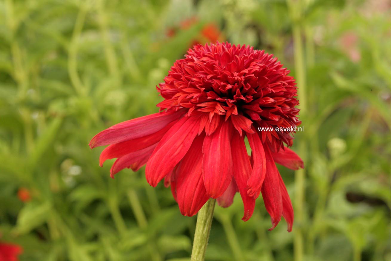 Echinacea purpurea 'Eccentric'