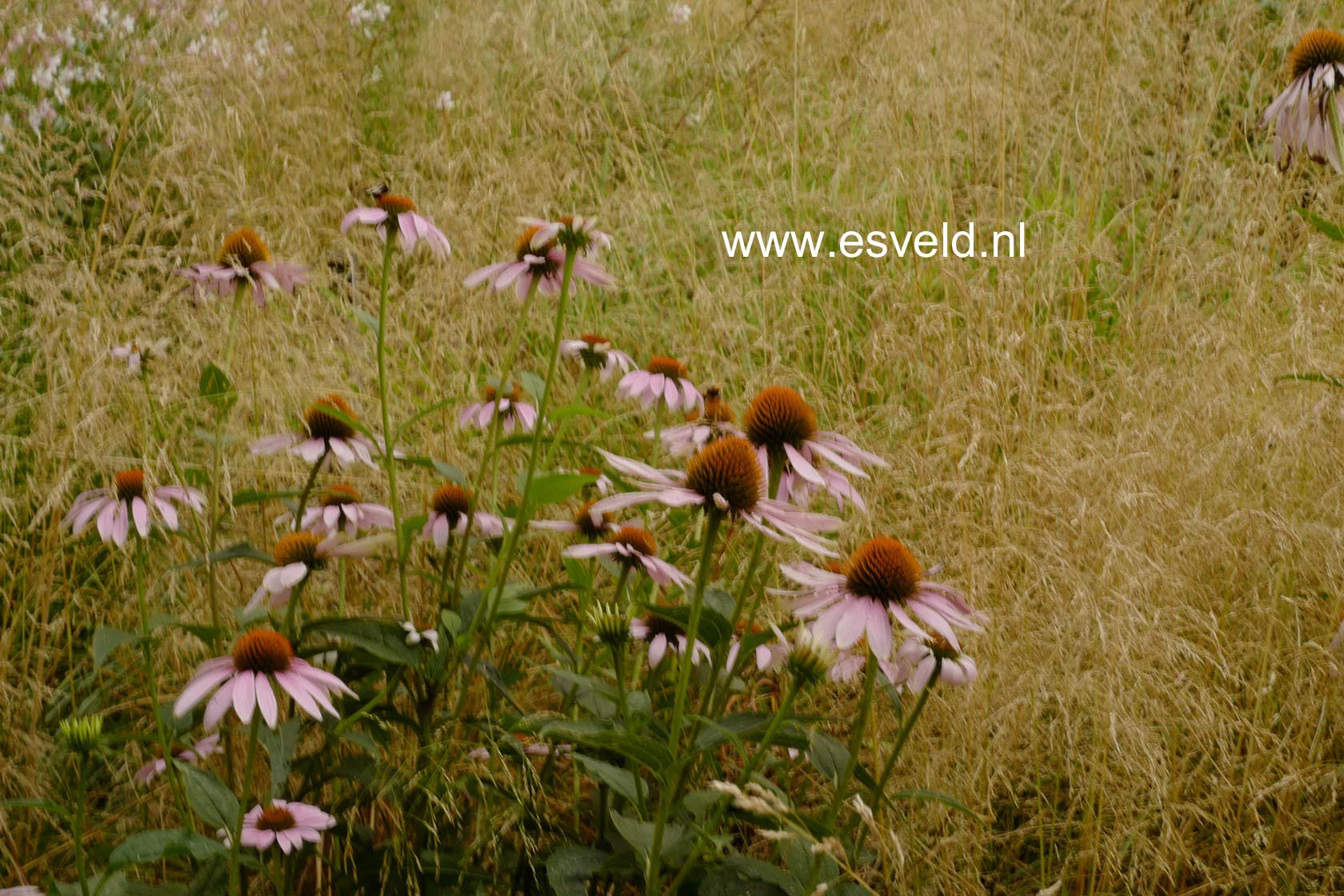 Echinacea purpurea 'Leuchtstern'