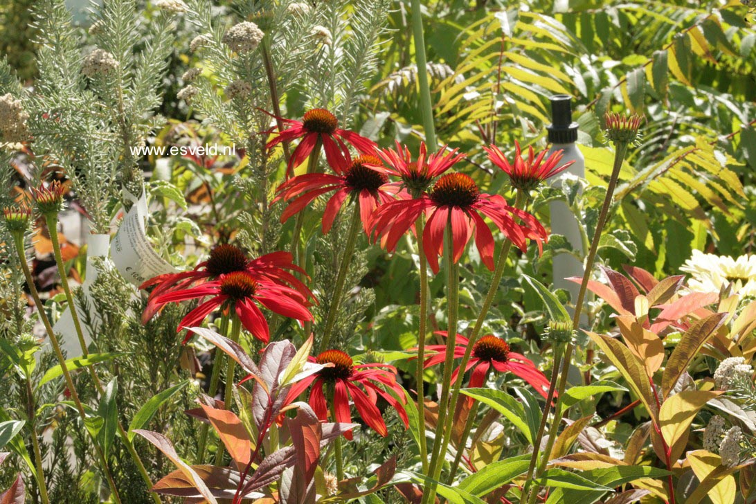 Echinacea purpurea 'Tomato Soup'