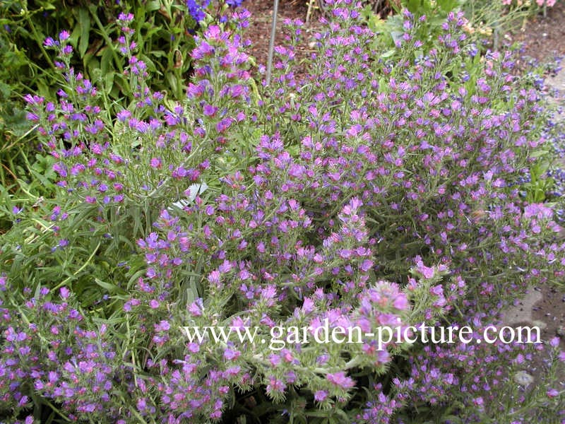 Echium vulgare