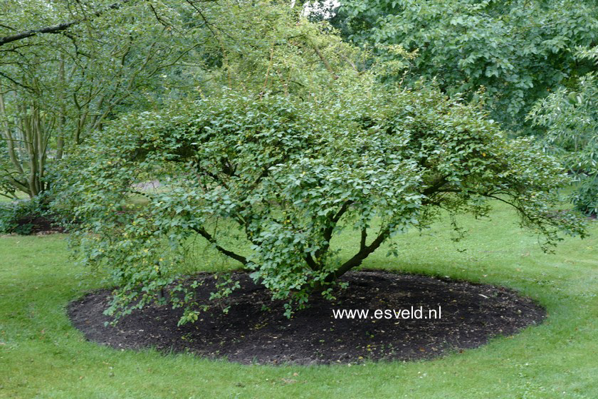 Elaeagnus multiflora