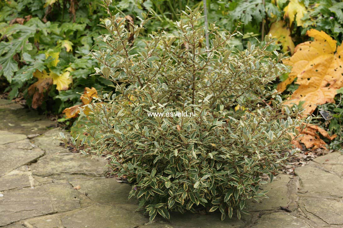 Elaeagnus pungens 'Hosuba fukurin'