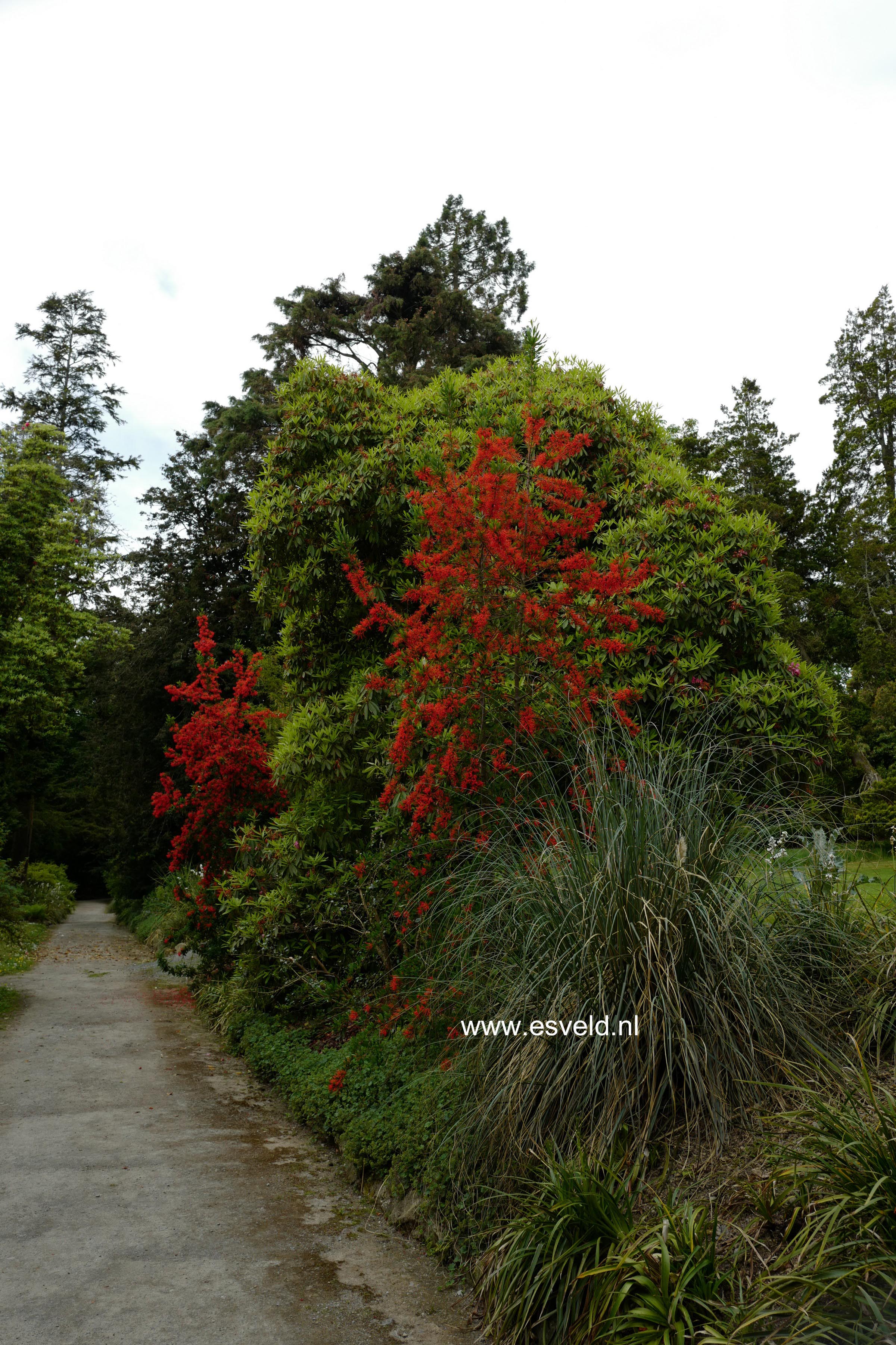 Embothrium coccineum