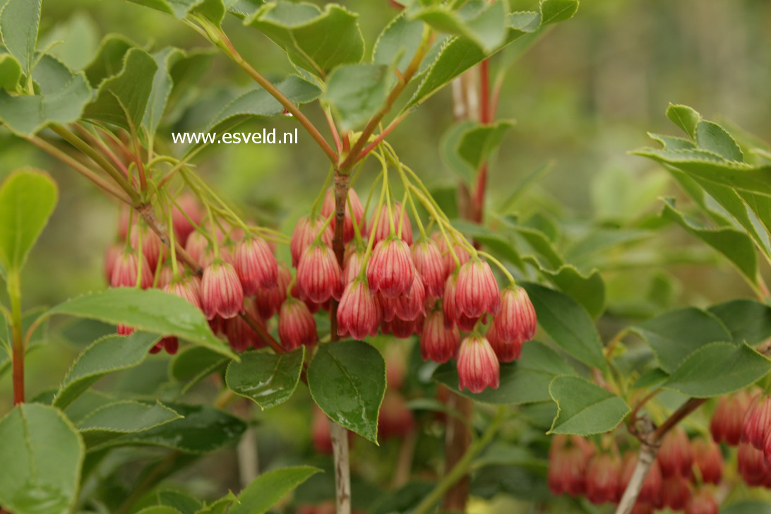 Enkianthus campanulatus 'Miyama beni'