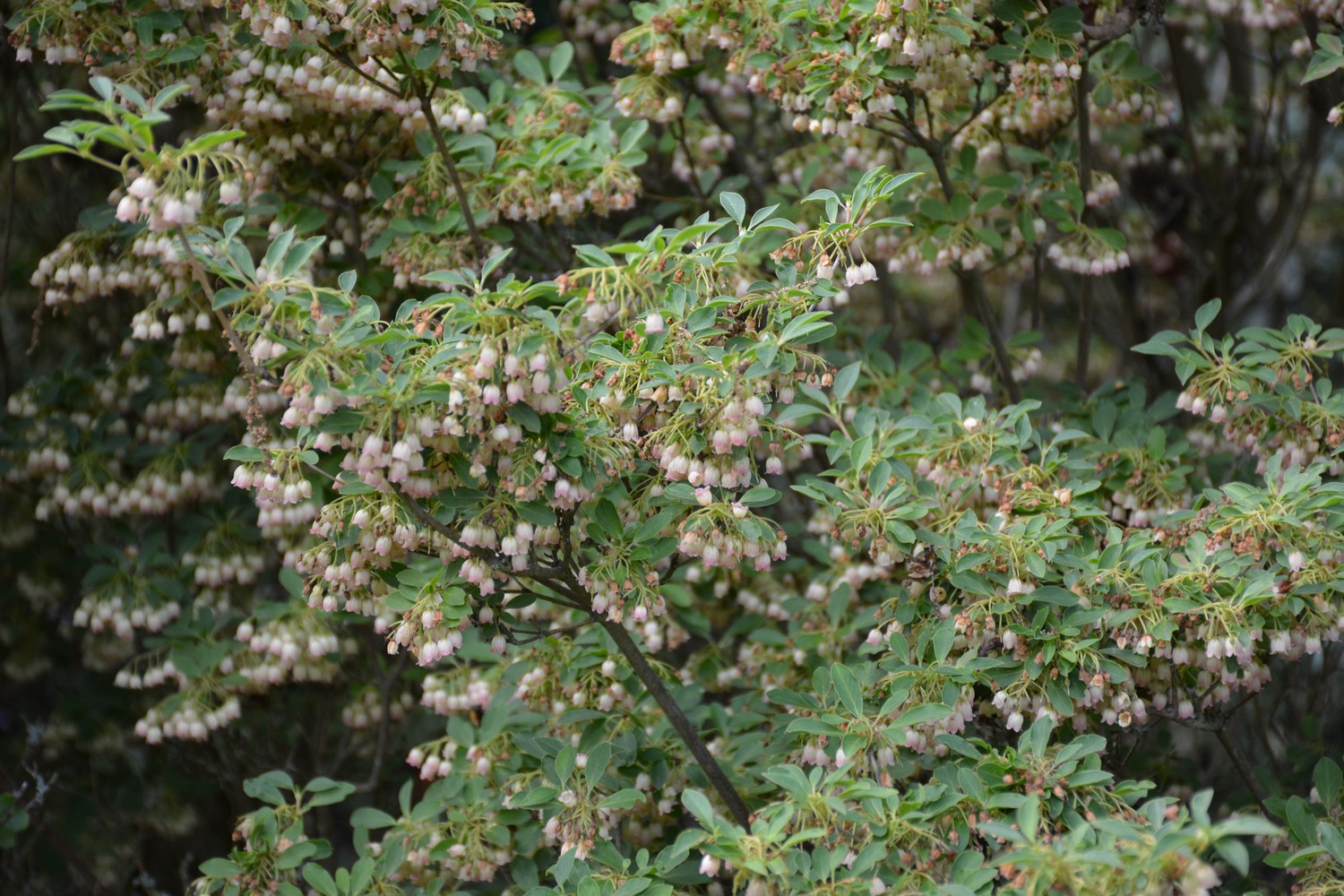 Enkianthus campanulatus 'Red Bells'