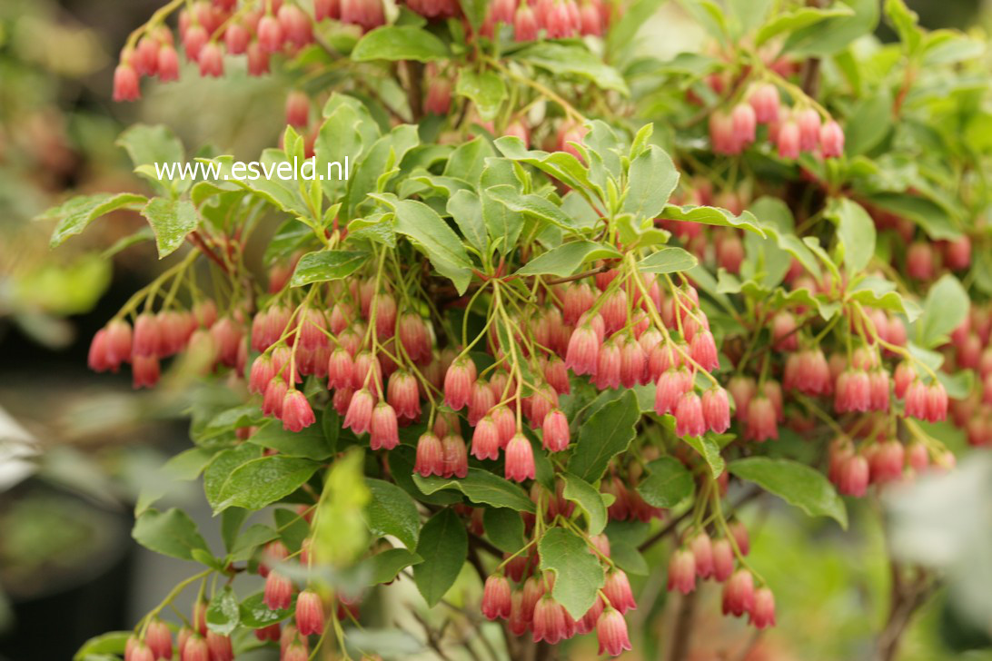 Enkianthus campanulatus 'Ruby Glow'