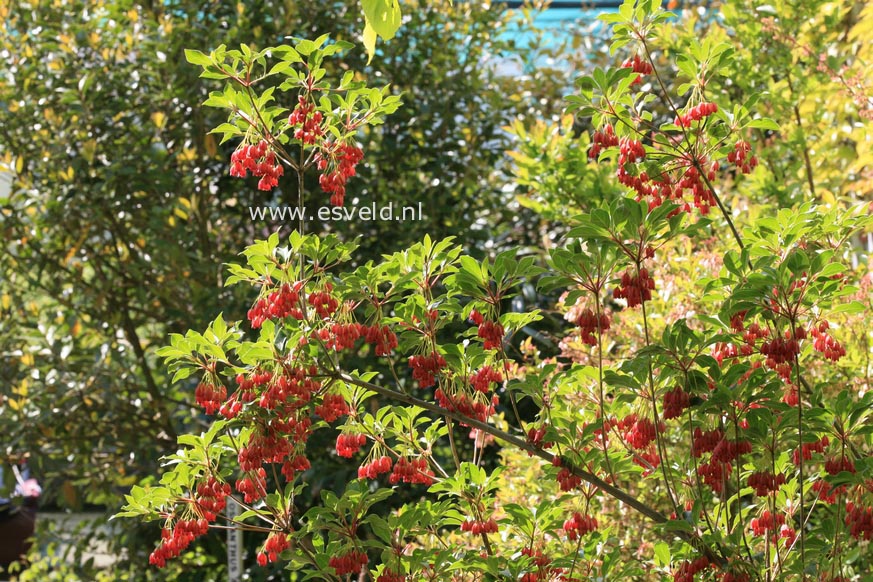 Enkianthus campanulatus 'Showy Lantern'