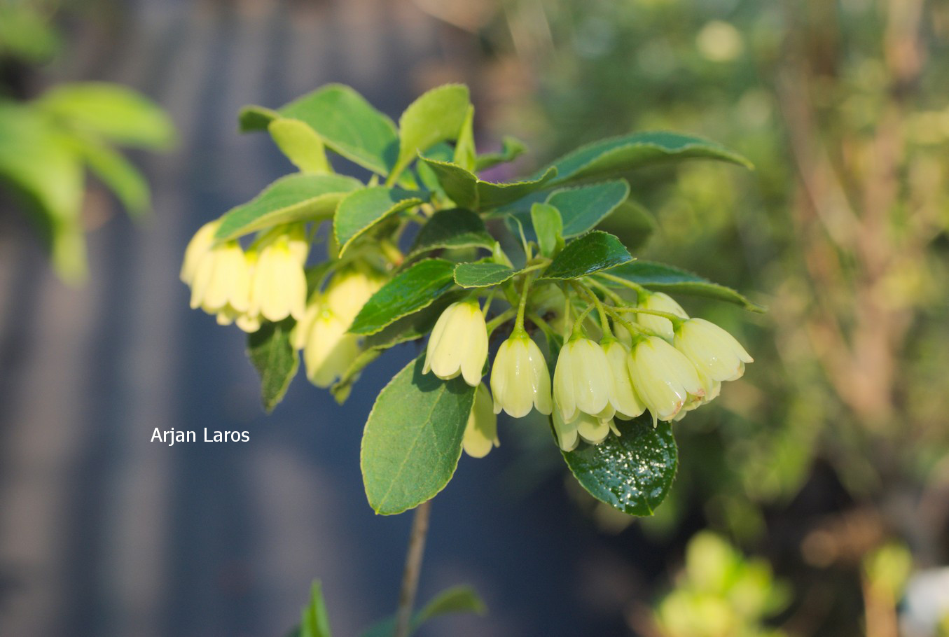 Enkianthus campanulatus 'Sinsetu'