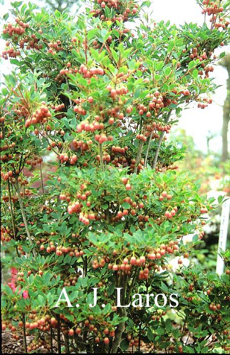 Enkianthus campanulatus 'Vesta'