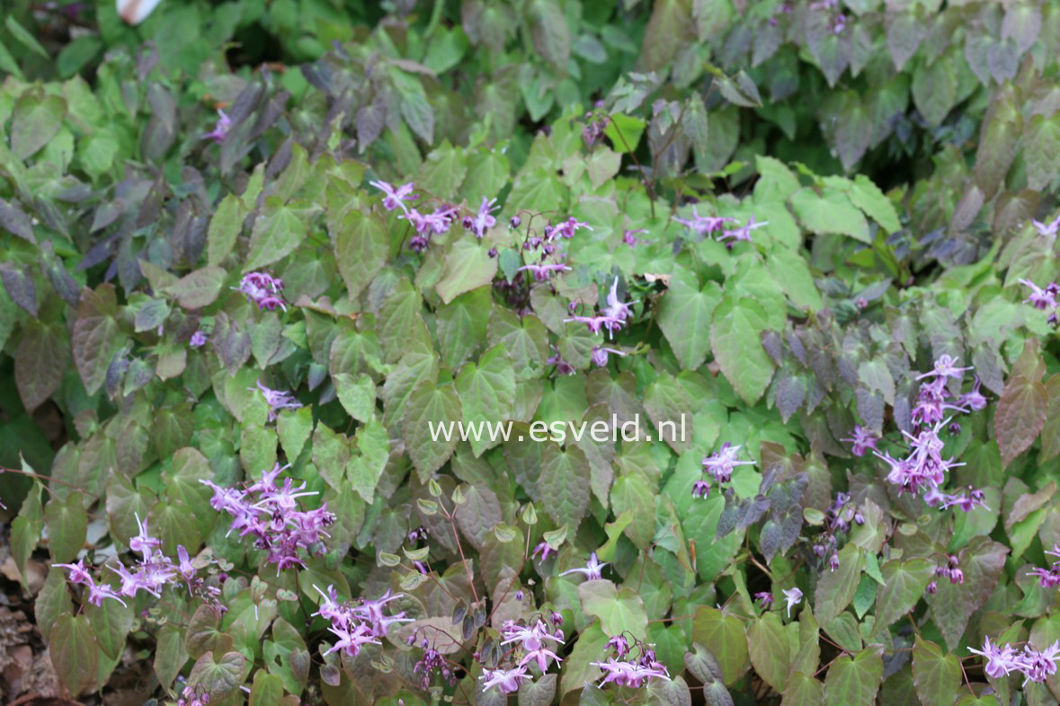 Epimedium grandiflorum 'Lilafee'