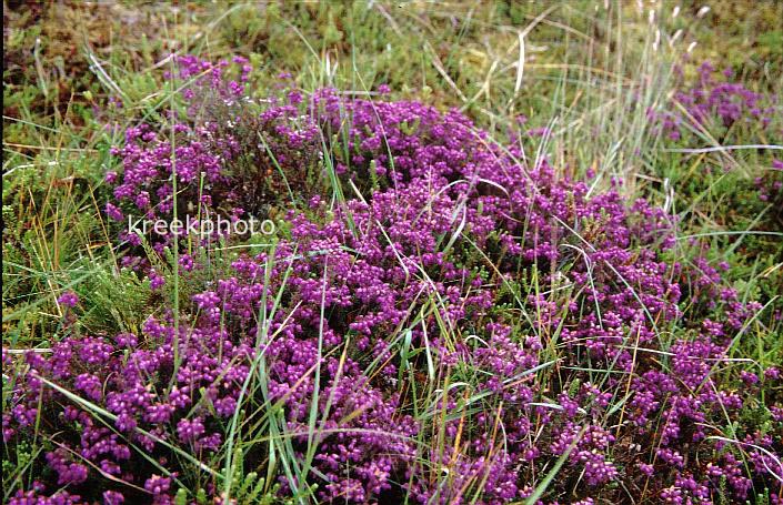 Erica cinerea