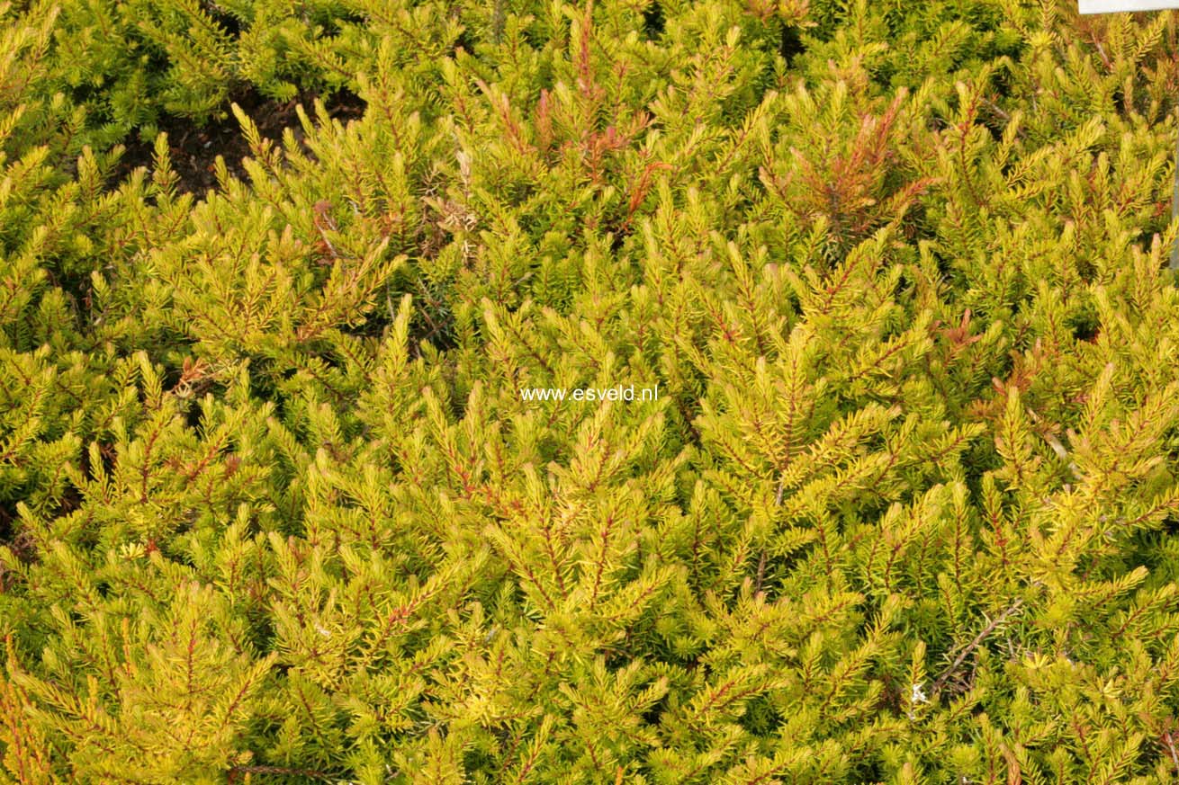 Erica darleyensis 'Eva Gold'