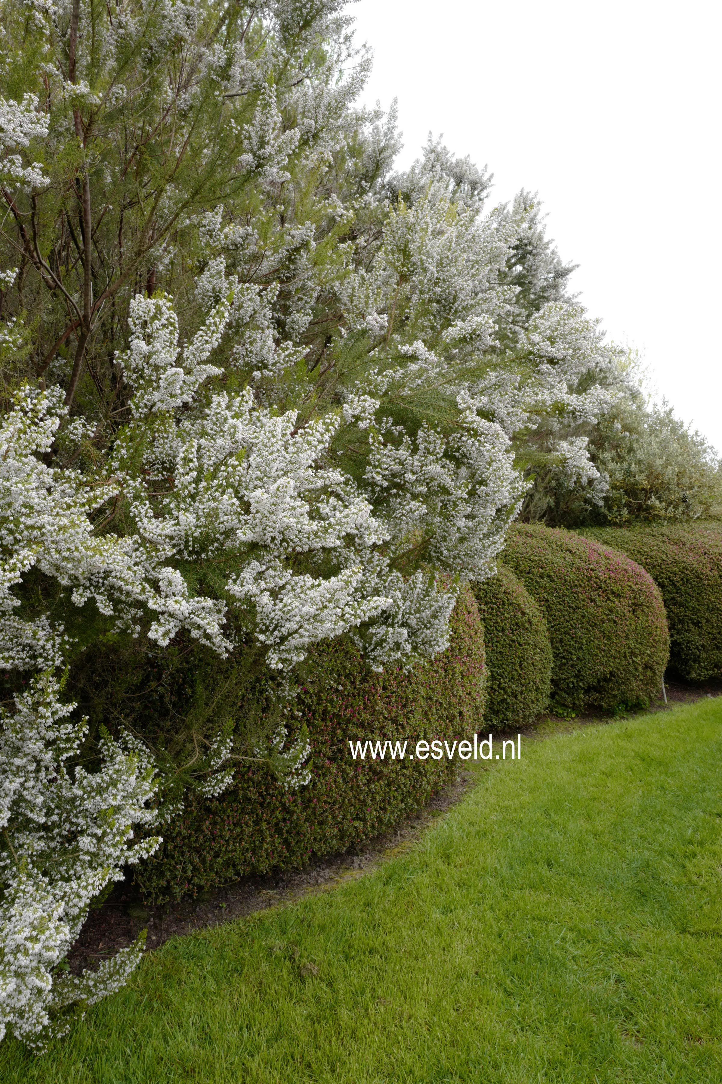 Erica lusitanica