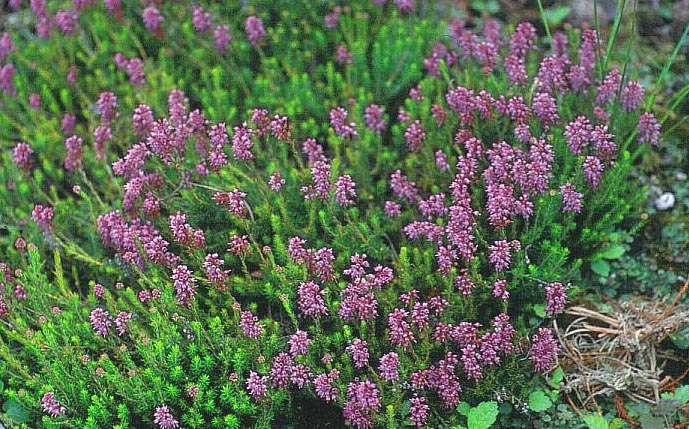 Erica spiculifolia 'Balkan Rose'