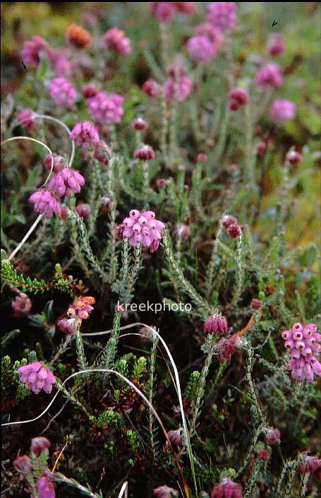 Erica tetralix
