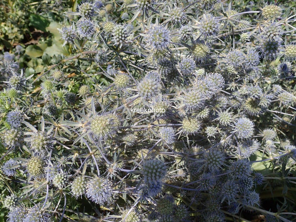 Eryngium planum 'Blauer Zwerg'