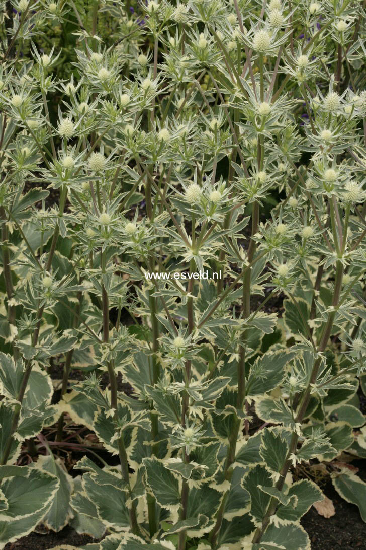 Eryngium planum 'Jade Frost'