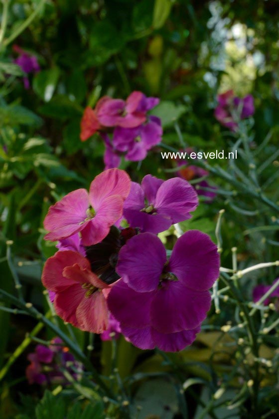 Erysimum 'Red Jep'