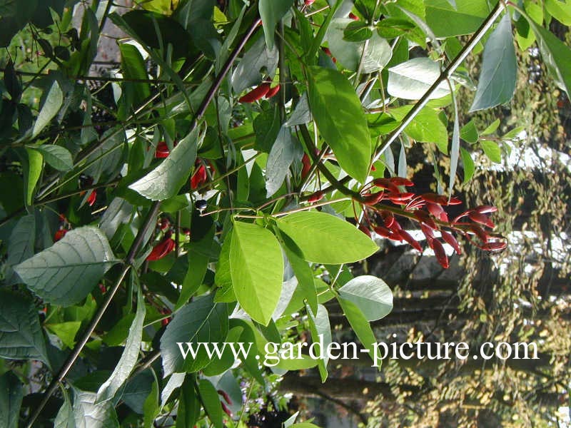 Erythrina crista-galli