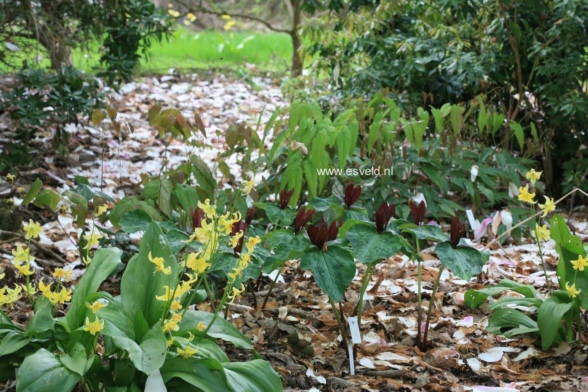 Erythronium 'Pagoda'
