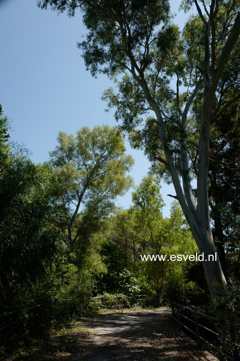 Eucalyptus camaldulensis