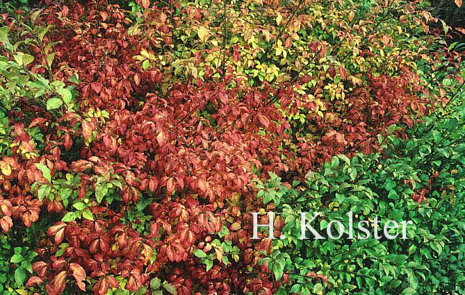 Euonymus alatus var. ciliatodentatus