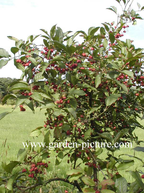 Euonymus europaeus 'Red Cascade'