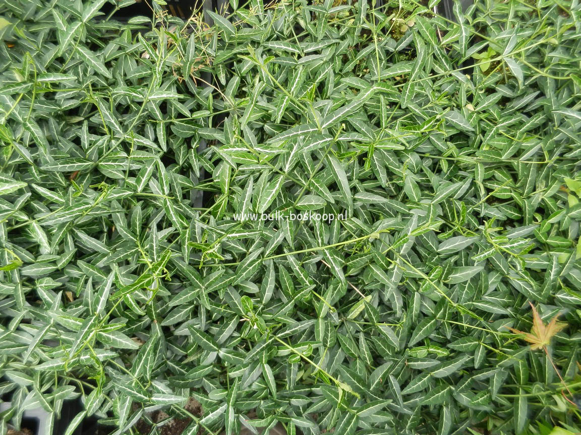 Euonymus fortunei 'Wolong Ghost'