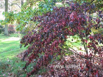 Euonymus grandiflorus 'Red Wine'