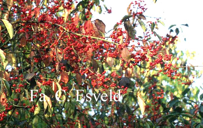 Euonymus hamiltonianus 'Calocarpa'