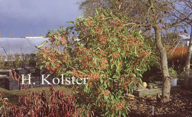 Euonymus hamiltonianus 'Den Haag'