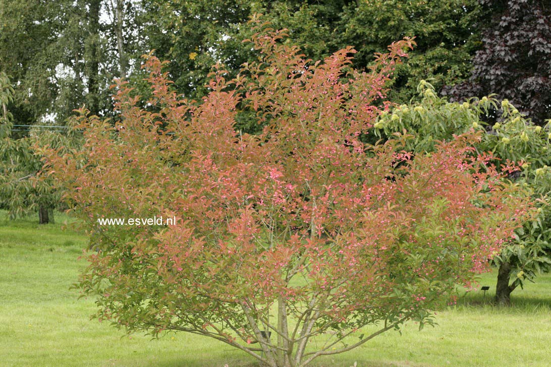 Euonymus hamiltonianus 'Pink Delight'