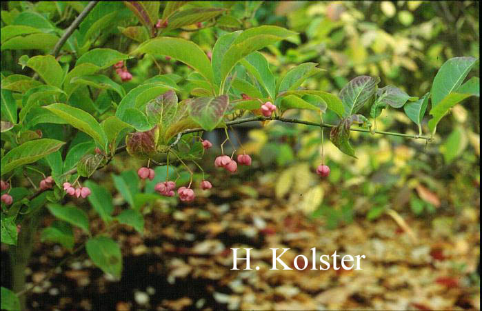 Euonymus hamiltonianus 'Winter Glory'