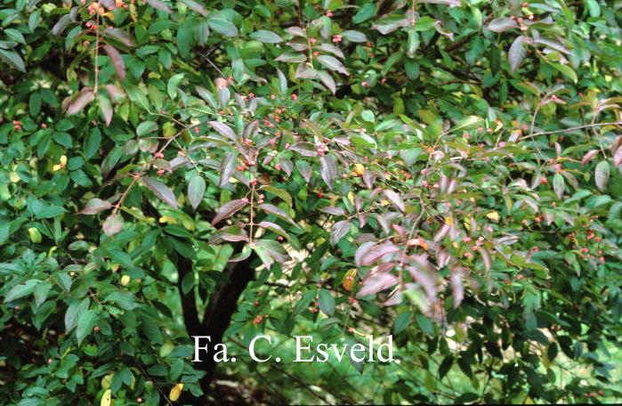 Euonymus hamiltonianus sieboldianus