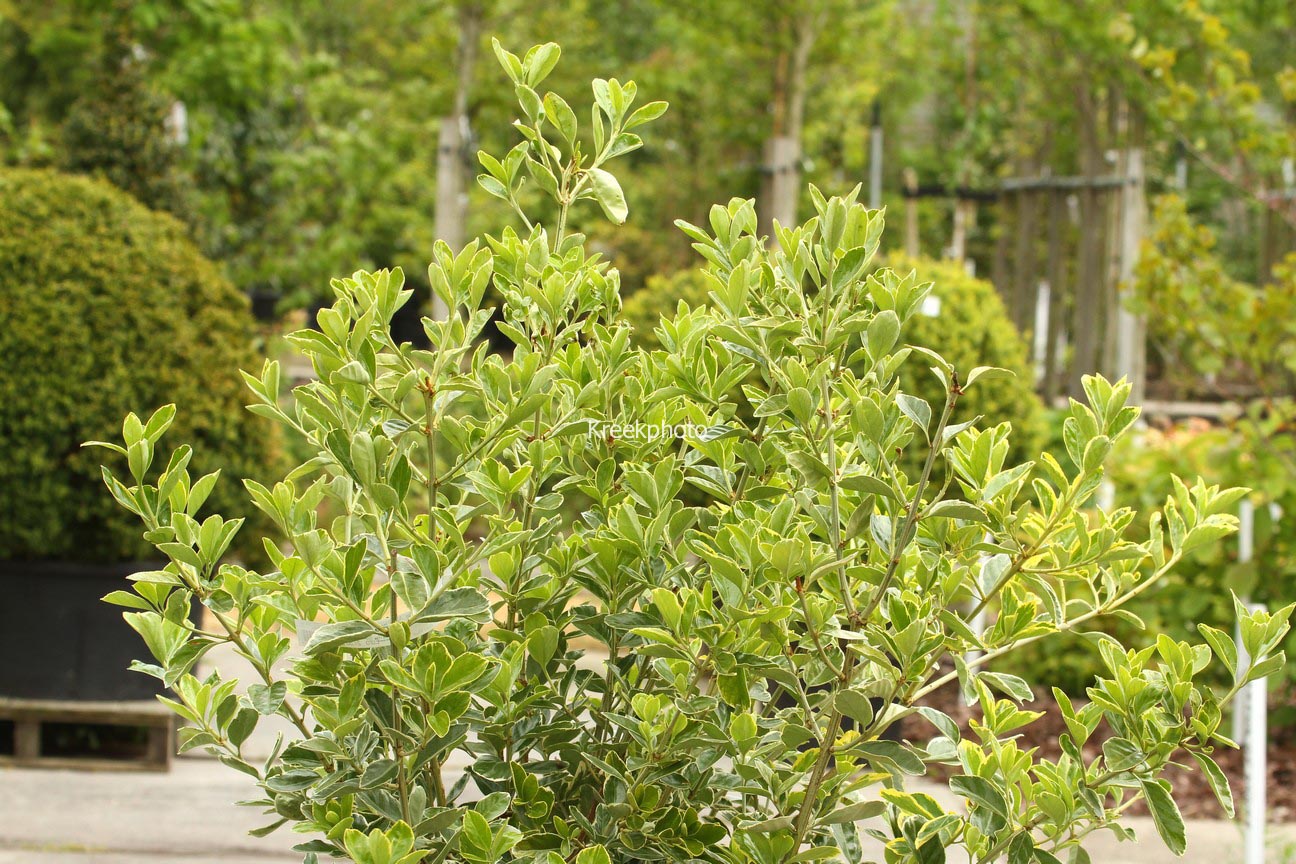 Euonymus japonicus 'Albomarginatus'