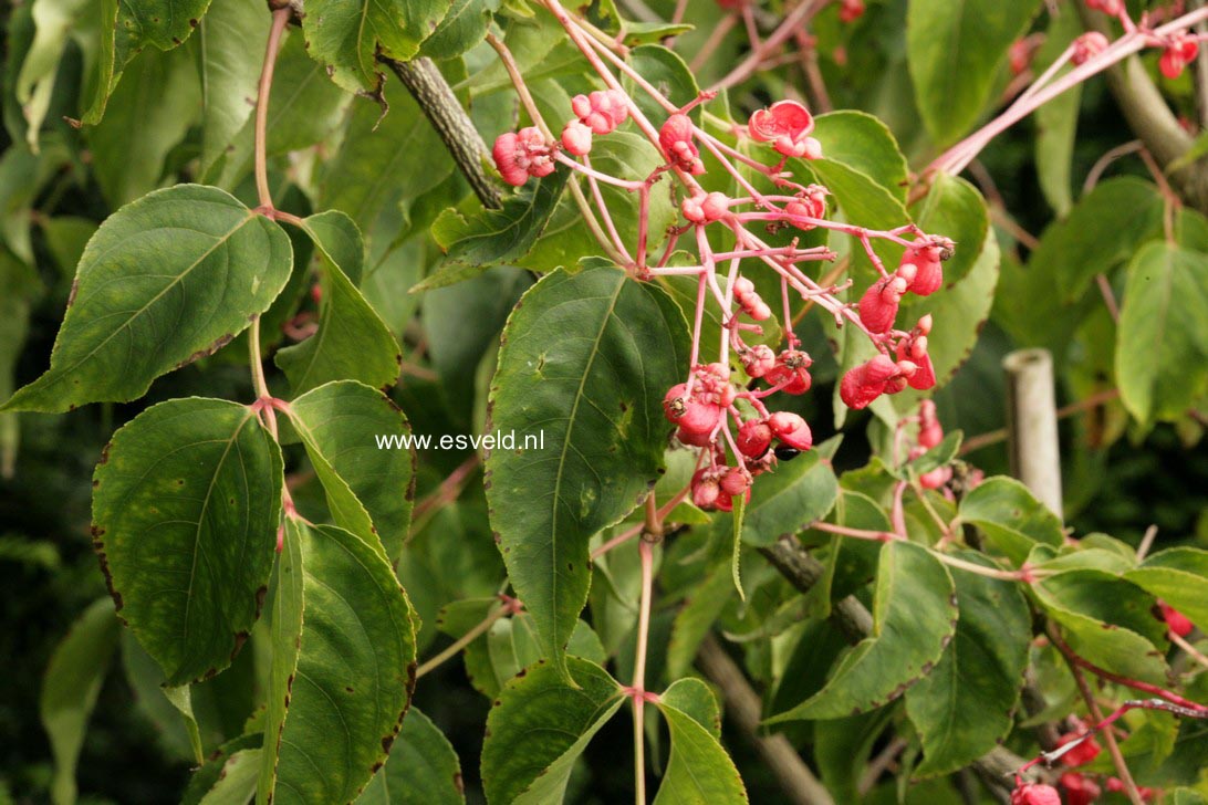 Euonymus japonicus