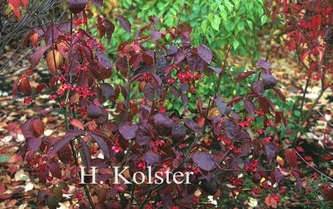 Euonymus latifolius