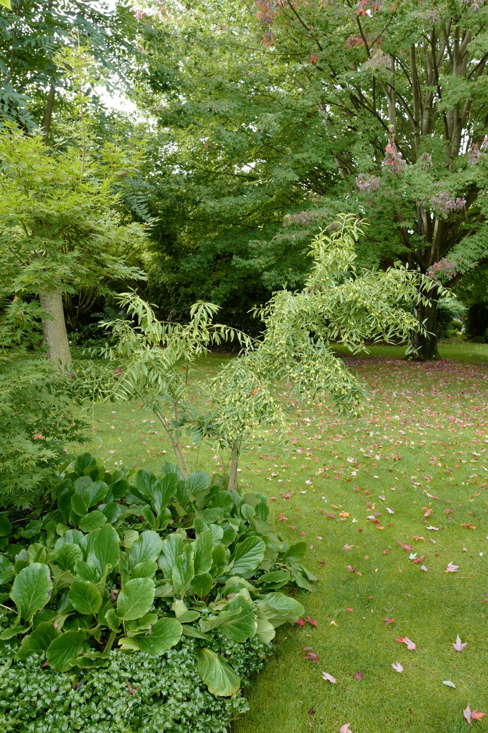 Euonymus morrisonensis