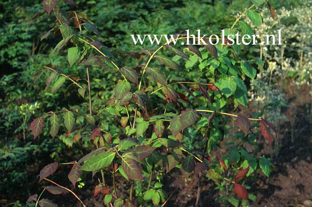 Euonymus sachalinensis