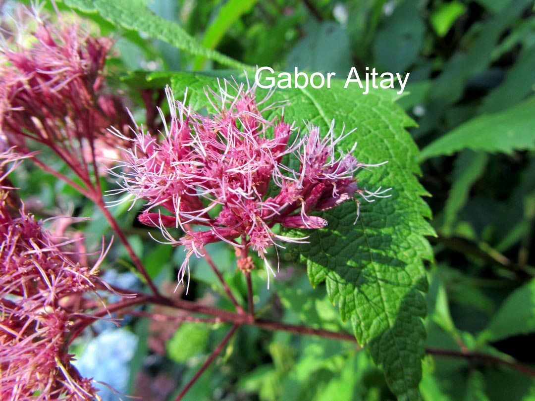 Eupatorium maculatum 'Purple Bush'