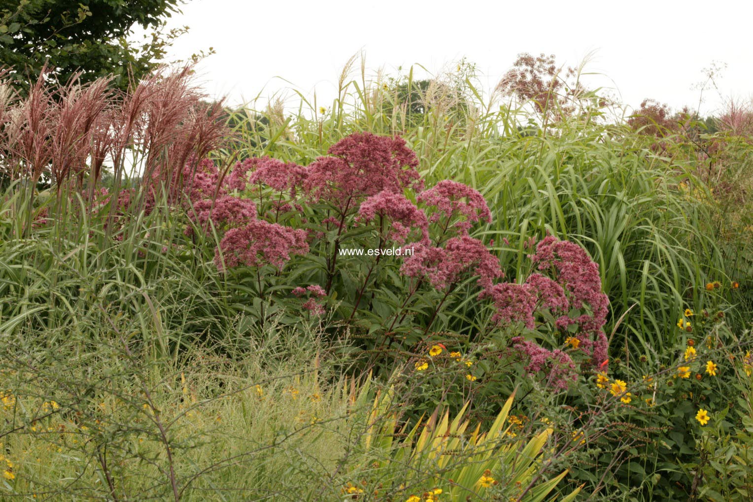 Eupatorium maculatum 'Riesenschirm'