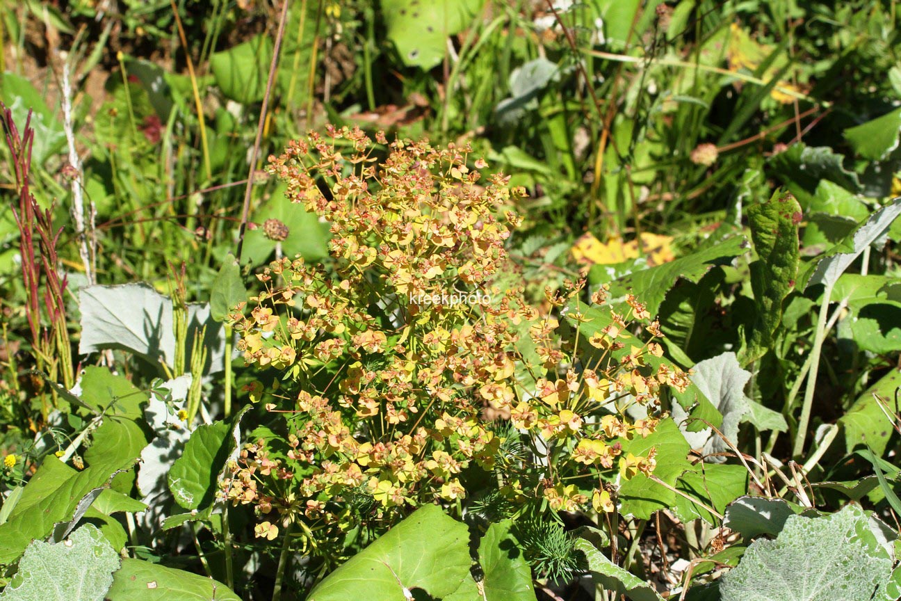 Euphorbia amygdaloides