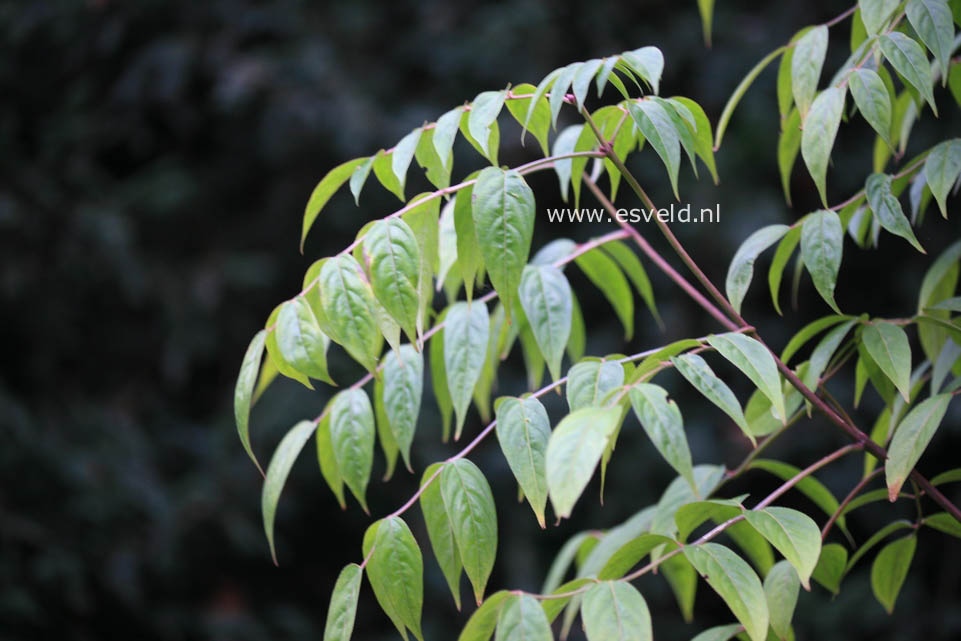 Euscaphis japonica