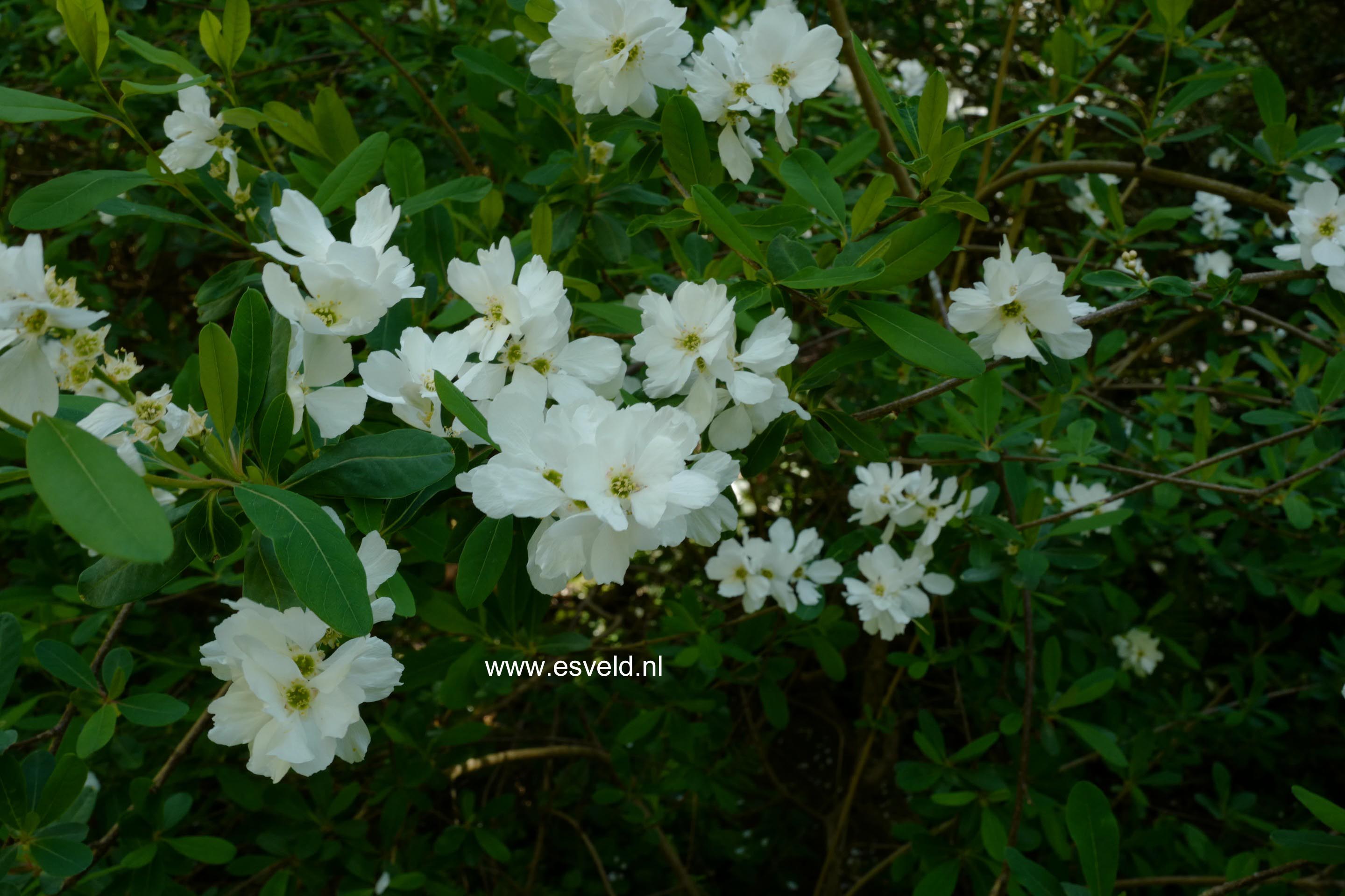 Exochorda macrantha