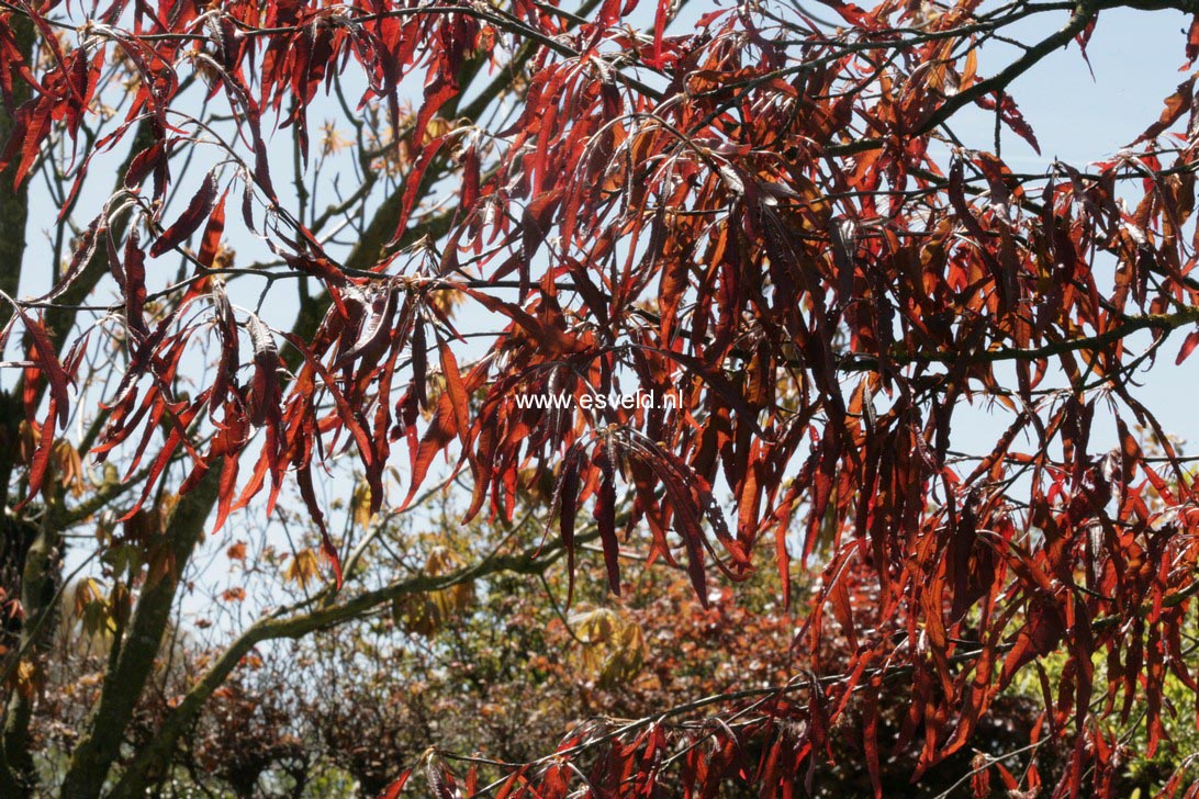 Fagus sylvatica 'Ansorgei'