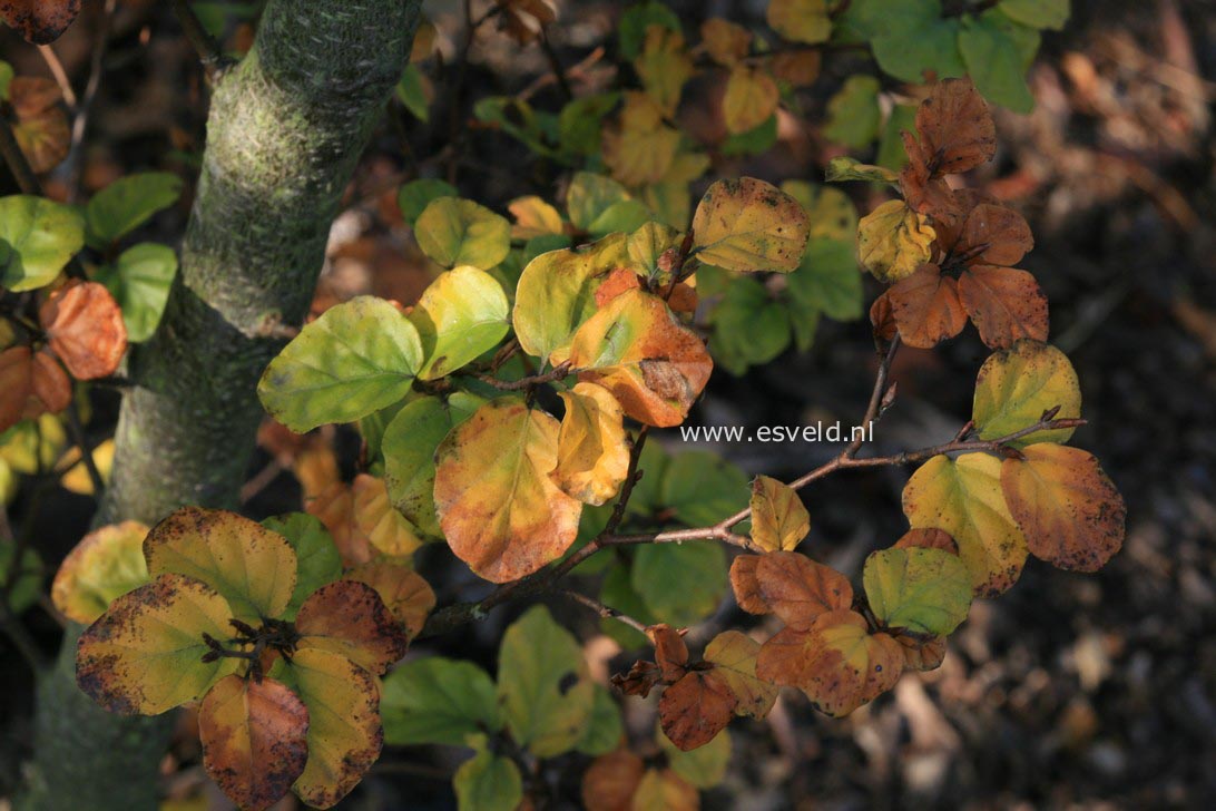 Fagus sylvatica 'Cockleshell'